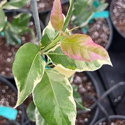 Citrus limon 'Eureka Variegated Pink'