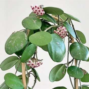 Hoya obovata