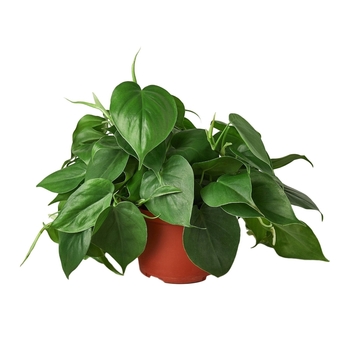 Philodendron cordatum
