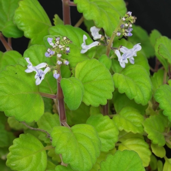 Plectranthus verticillatus