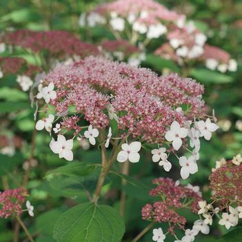Hydrangea arborescens 'SMHALP' PATE NT 29,328.