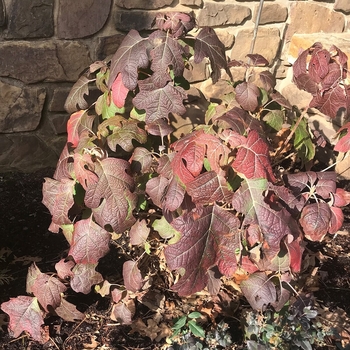 Hydrangea quercifolia 'GreN1'