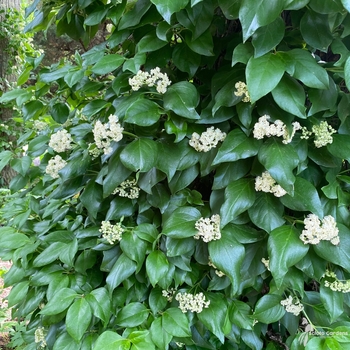 Decumaria barbara 'Barbara Ann' 