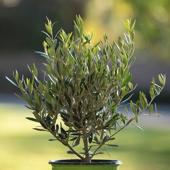 Olea europaea 'Arbequina' 