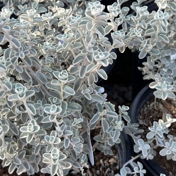 Leucophyllum zygophyllum