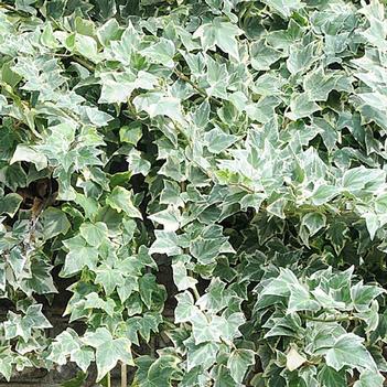 Hedera helix 'Variegata'