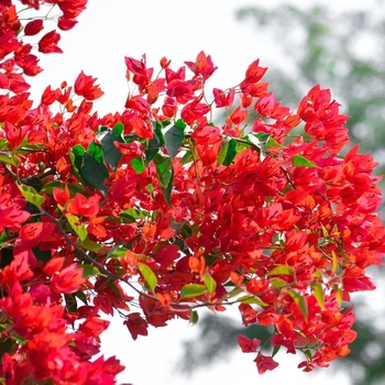 Bougainvillea 'Temple Fire' 