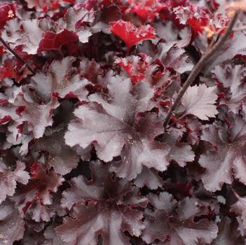 Heuchera 'Indian Summer Blackberry' 