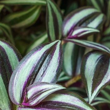 Tradescantia zebrina 'Purpusii' 