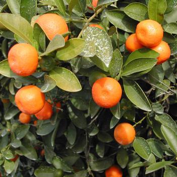 Citrus x microcarpa