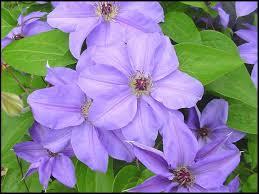 Clematis 'Ramona'