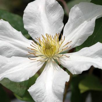 Clematis 'Toki' 