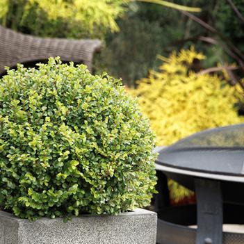 Ilex crenata 'Annys5' PP27631P3