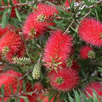 Callistemon citrinus