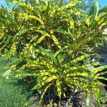 Codiaeum variegatum 'Eleanor Roosevelt' 