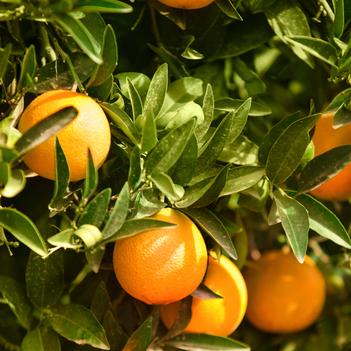 Citrus medica var. sarcodactylis