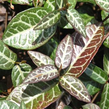 Trachelospermum asiaticum 'Texas Longleaf'
