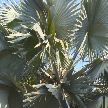 Serenoa repens 'Silver' 