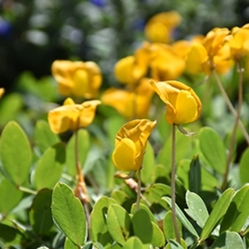 Arachis glabrata 'Eco Turf' 