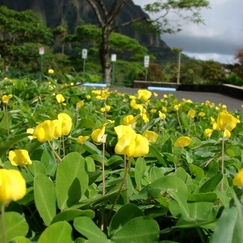 Arachis glabrata