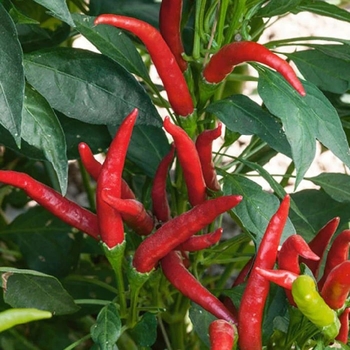 Capsicum annuum 'Thai Hot'