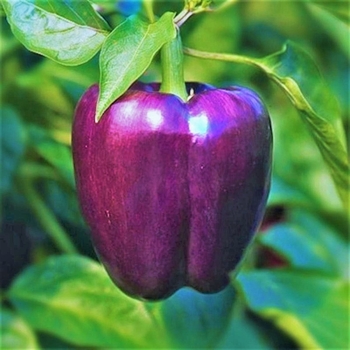 Capsicum annuum 'Purple Beauty' 