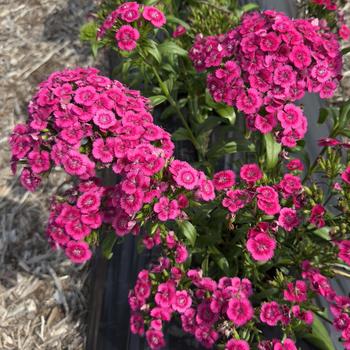 Dianthus Jolt&trade; '' (314284)