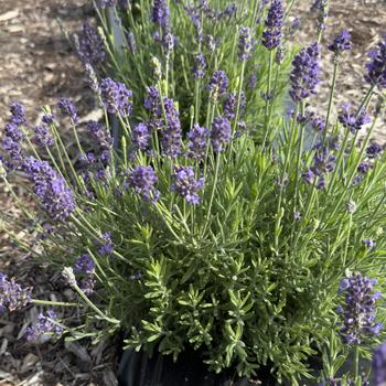 Lavandula angustifolia 'Blue Spear' (314285)
