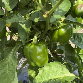 Capsicum annuum 'KickStart&trade;' 