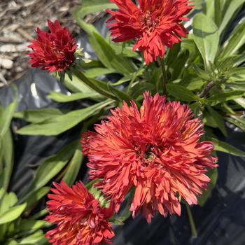Echinacea 'Fringe Festival' (314290)