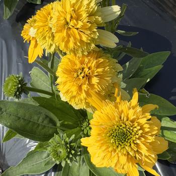 Echinacea purpurea Delightful™ 'Sunshine' (314291)