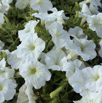 Petunia 'Tea White'