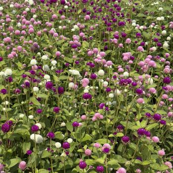 Gomphrena globosa 'Las Vegas Mix'