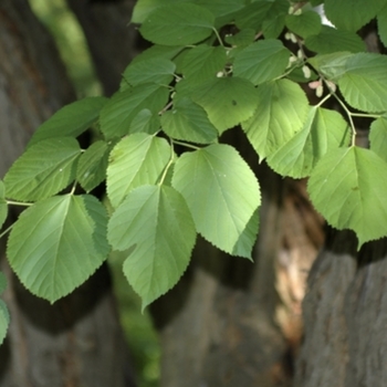 Morus alba 'Chaparral' 