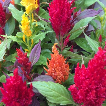 Celosia plumosa 'Fashion Look Mix'