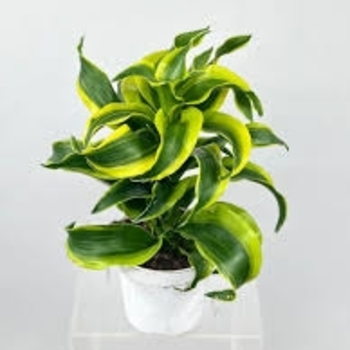 Dracaena fragrans 'Tornado'