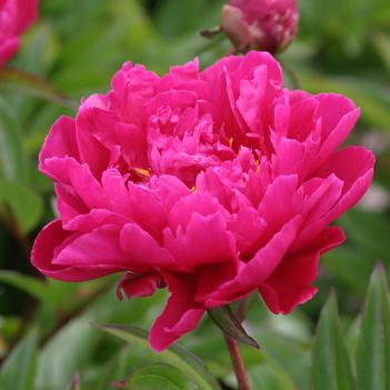Paeonia lactiflora 'Karl Rosenfeld' 