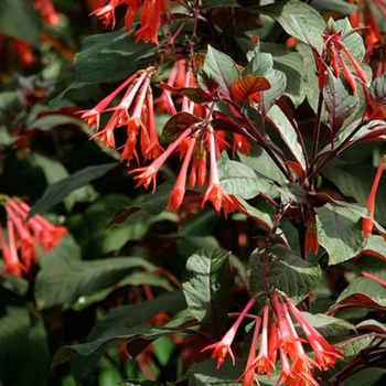Fuchsia 'Gartenmeister Bonstedt'