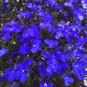 Lobelia erinus 'Crystal Palace'