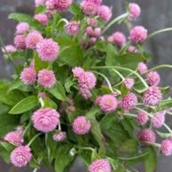 Gomphrena globosa 'Las Vegas Pink'