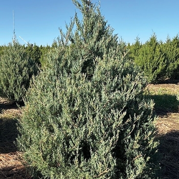 Juniperus virginiana 'Burkii'