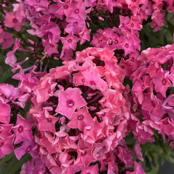 Phlox paniculata Sweet Summer® 'Dream™ Orange Rose' (314355)