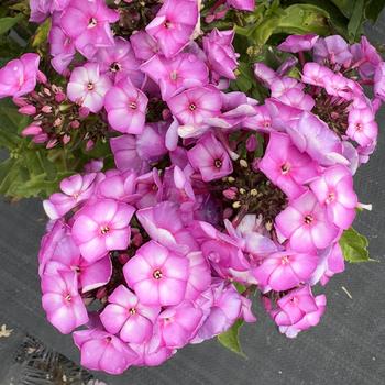 Phlox paniculata Sweet Summer™ 'Fantasy' (314356)