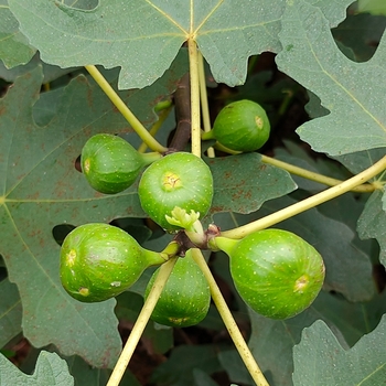 Ficus carica 'Celeste' 
