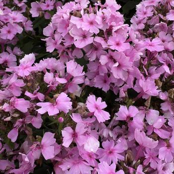 Phlox paniculata Famous™ '' (314363)