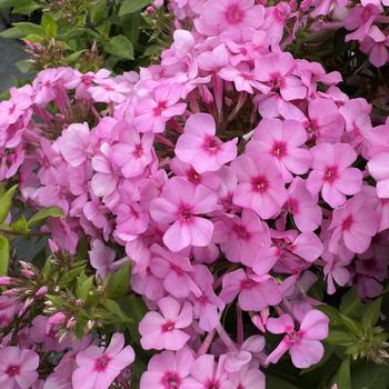Phlox paniculata Famous™ '' (314368)