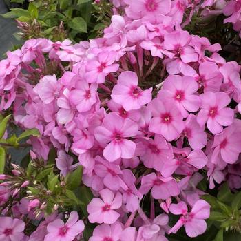 Phlox paniculata Famous™ '' (314369)