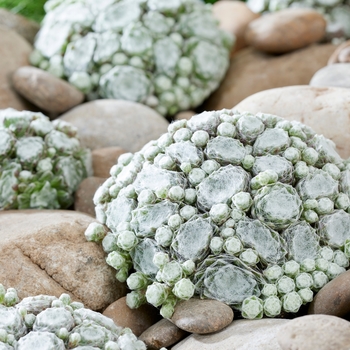 Sempervivum 'Artic White' PP33979