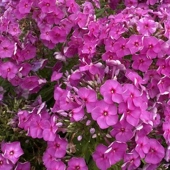 Phlox paniculata Ka-Pow&reg; '' (314381)