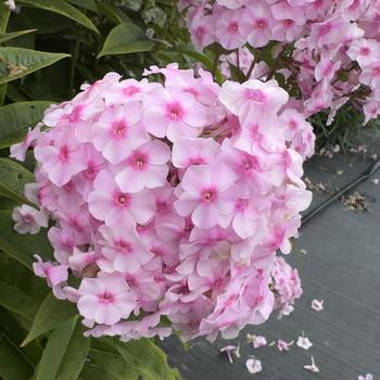Phlox paniculata Ka-Pow&reg; '' (314382)